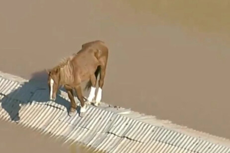 Alluvioni nel sud del Brasile, cavallo bloccato sopra un tetto
