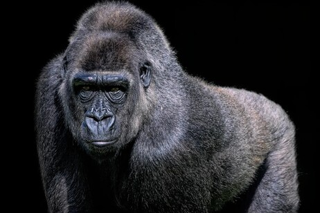 Trovati nei gorilla 109 geni potenzialmente legati all'infertilità negli uomini (fonte: Pixabay)