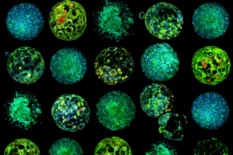 Ricostruzione in 3D di immagini iperspettrali di embrioni di topo (fonte: IBEC)