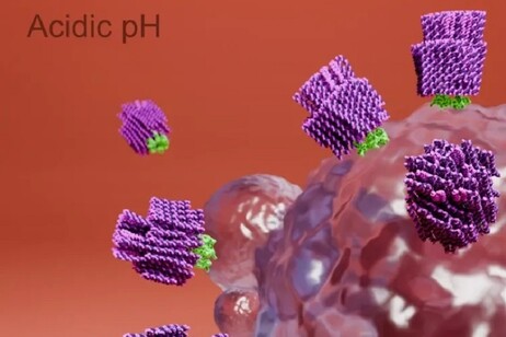 Nanorobot aggrediscono una cellula tumorale, attivati dal asso livello di acidità (fonte: Boxuan Shen)